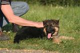 BERGER ALLEMAND 007